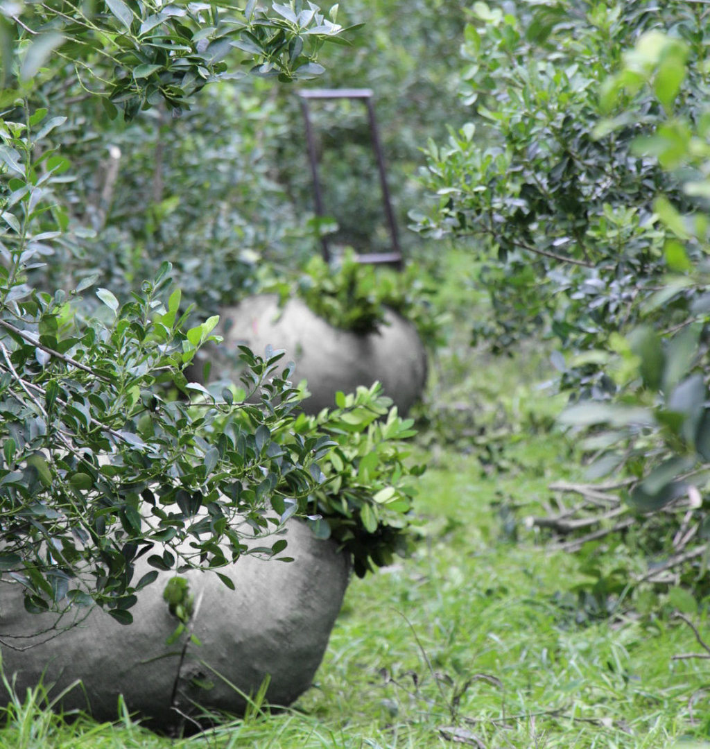 Entró en vigencia el sistema que brinda trazabilidad a la yerba mate en Misiones